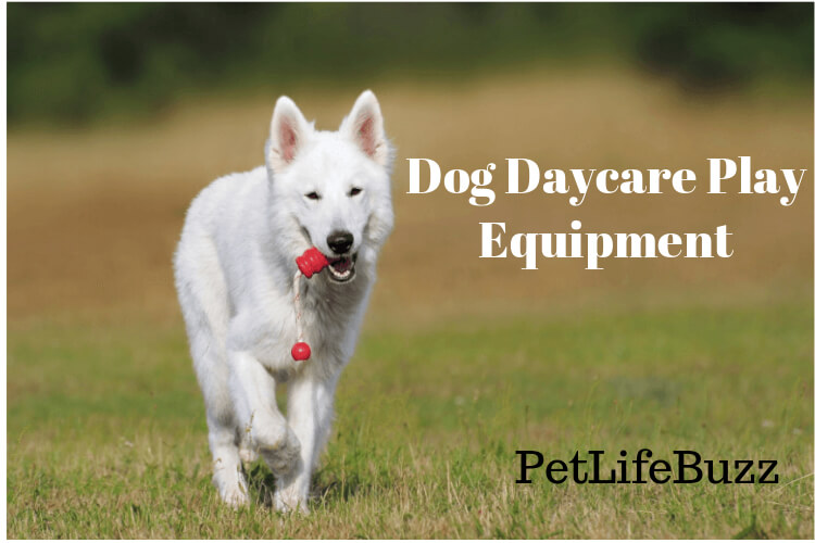 Dog Daycare Play Equipment