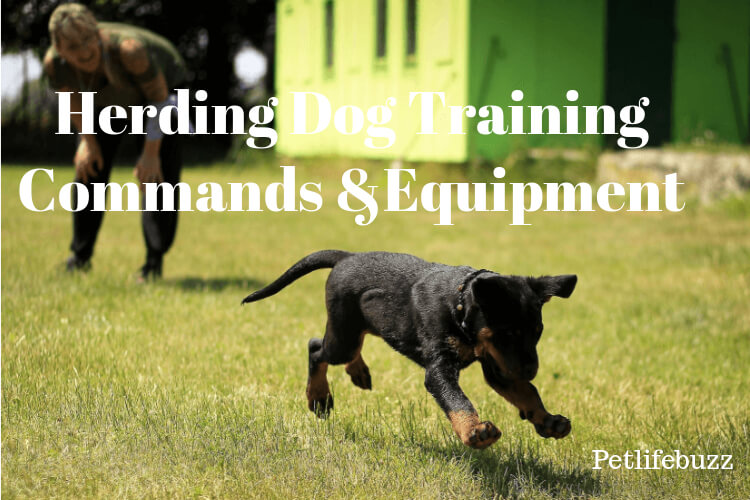 Herding Dog Training Equipment