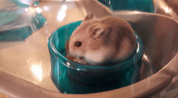 what do hamsters need