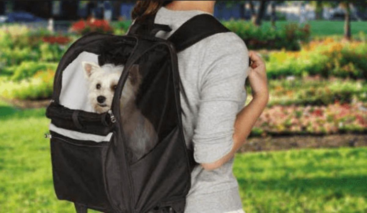 tiny dog backpack
