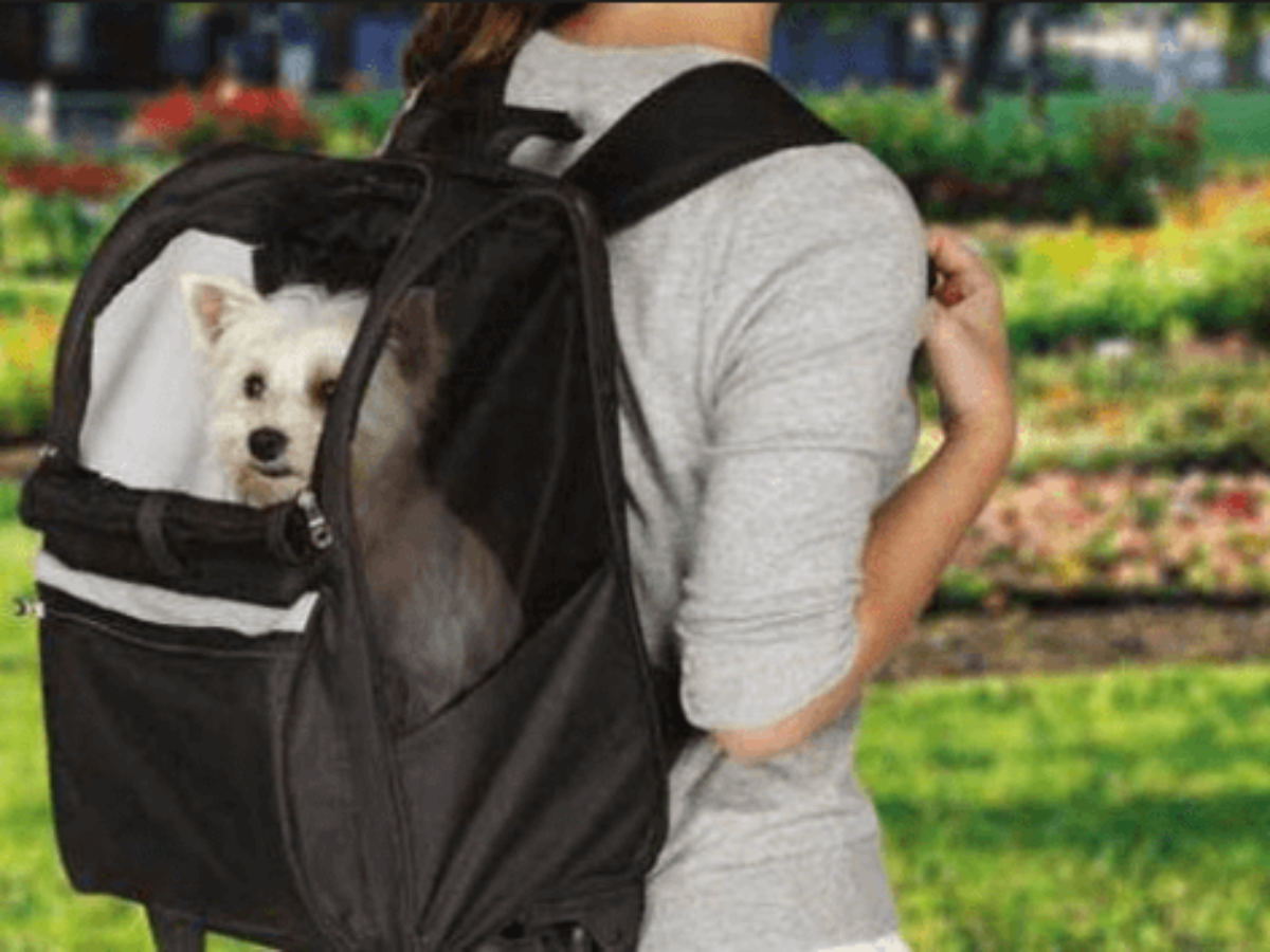backpack to hold dog