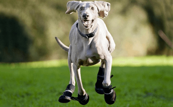 best dog boots