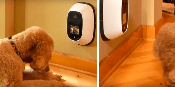 Best dog monitor cameras