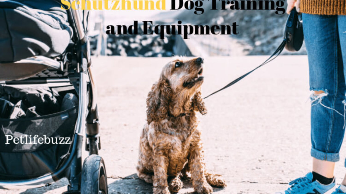 schutzhund equipment