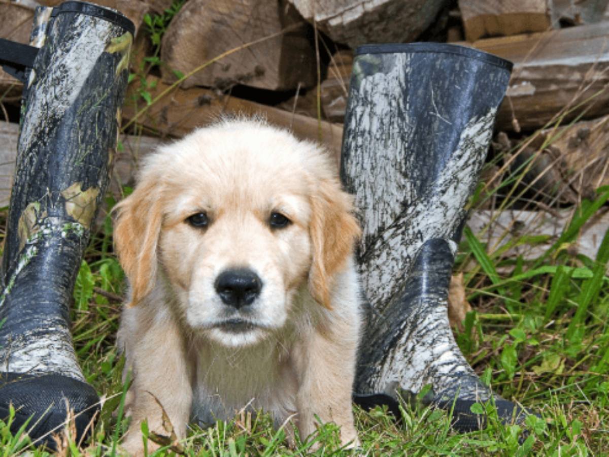 hunting dog shoes