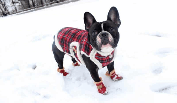 Dog Boots for Snow