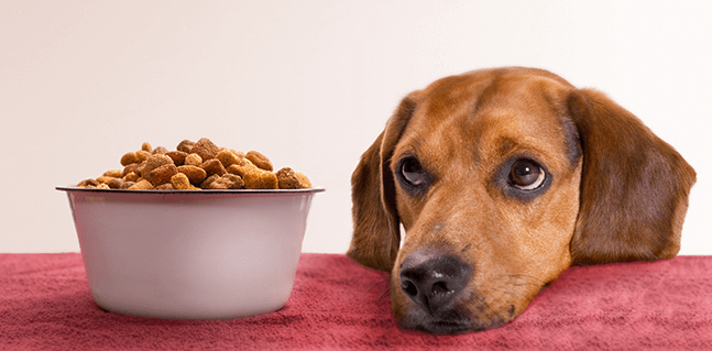 6 Best Diabetic Dog Foods in 2020 (with Diet Plan)