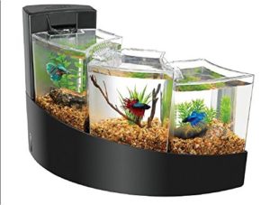 A betta fish tank