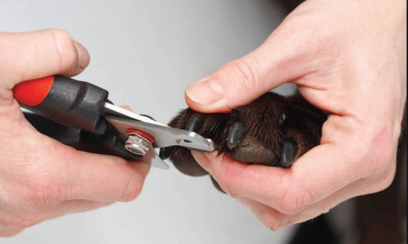 Best Dog Nail Trimmers