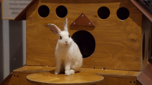 How to Set Up for Your Bunny: Guide to A Perfect Rabbit Home