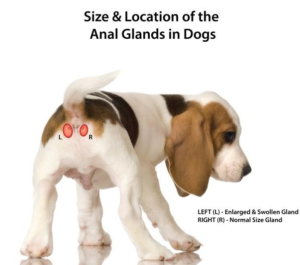 Dogs anal glands