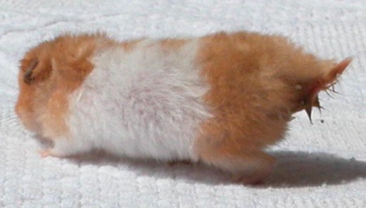 Hamster Wet Tail