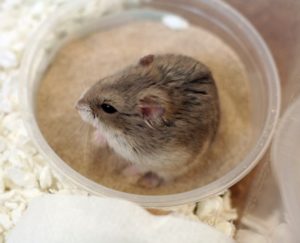 Hamster sand bath