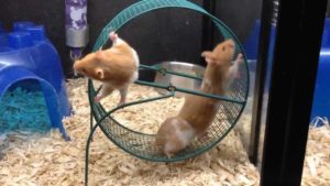 Hamster spinning wheel