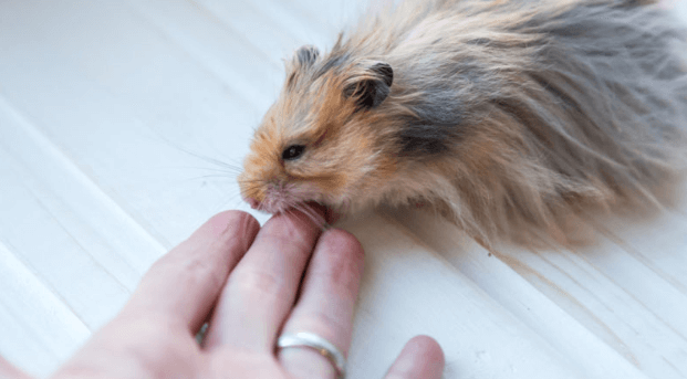 How To Stop A Hamster From Biting