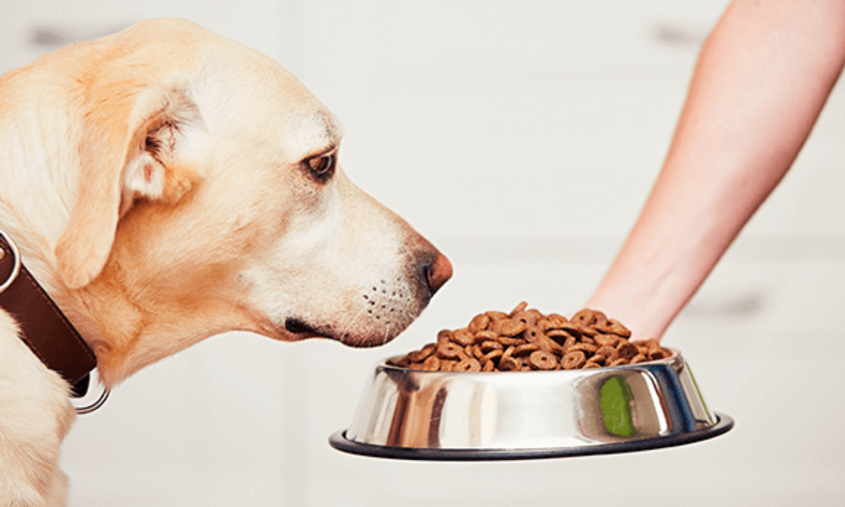 best dog food sensitive stomach diarrhea