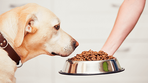 best dog food for sensitive stomach and diarrhea