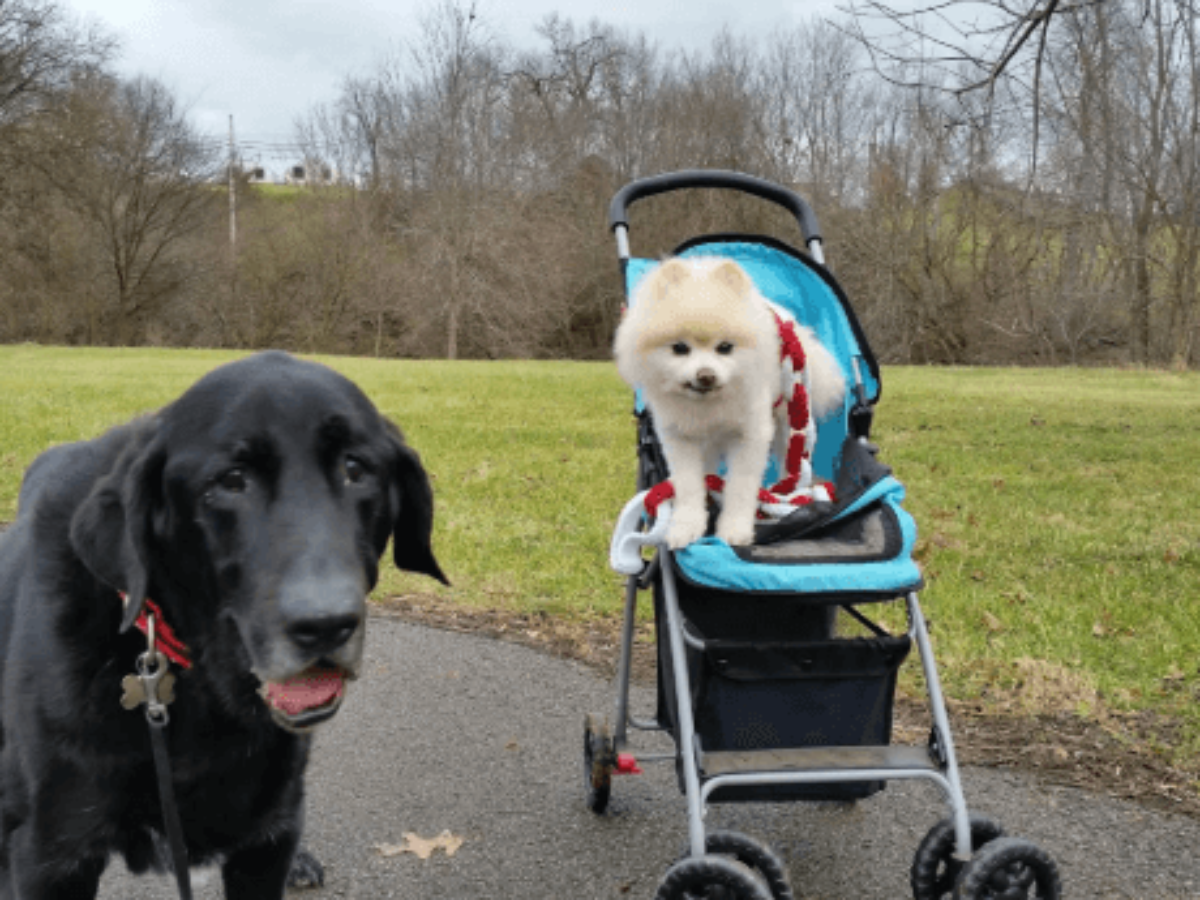 pet stroller for 40 lb dog