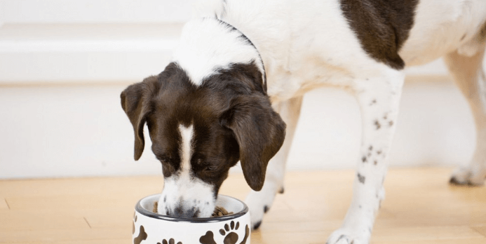 best grain free dog food for skin allergies