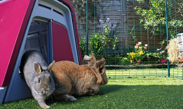 outdoor rabbit hutches
