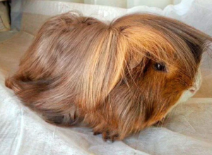 A Peruvian guinea pig - The best ice-breaker in your house