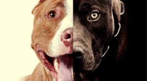 Best Dog Food for Pitbulls with Allergies