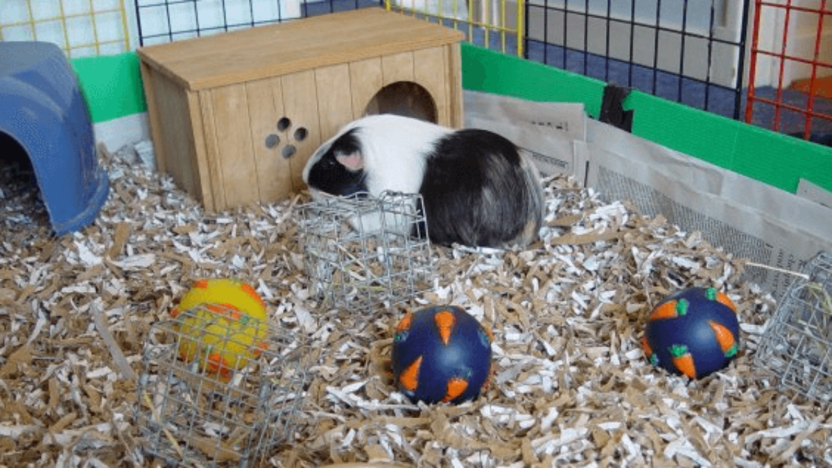 good guinea pig bedding