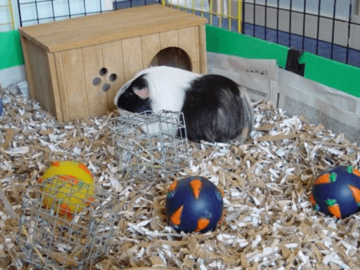 guinea pig cage bedding