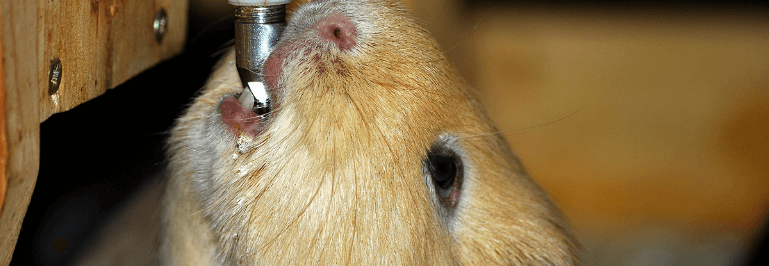 Guinea Pig Water Bottle