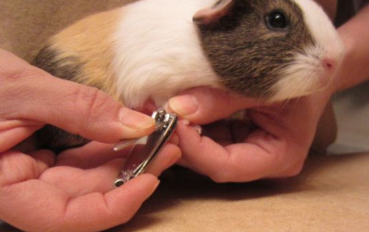 Guinea pig clipping nail