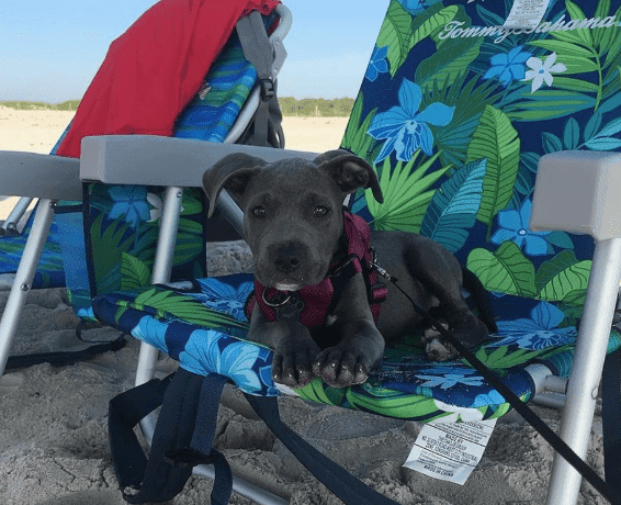 dog in beach images