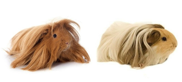 Peruvian guinea pig vs Silkie guinea pig