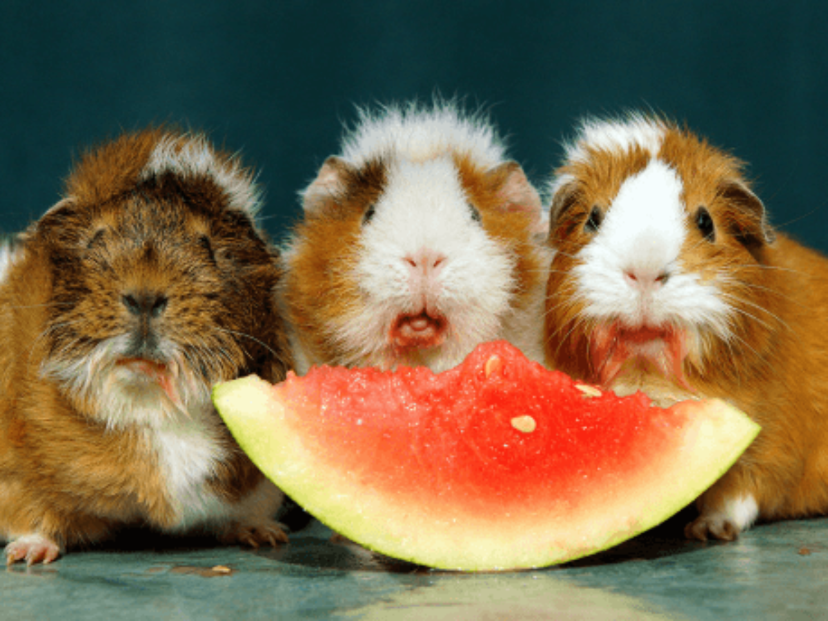 what do guinea pigs need to eat