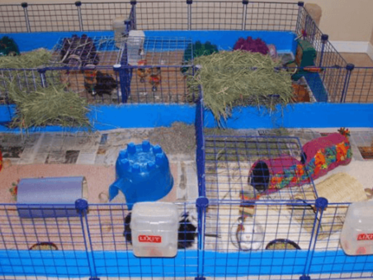 multi level guinea pig cages for sale