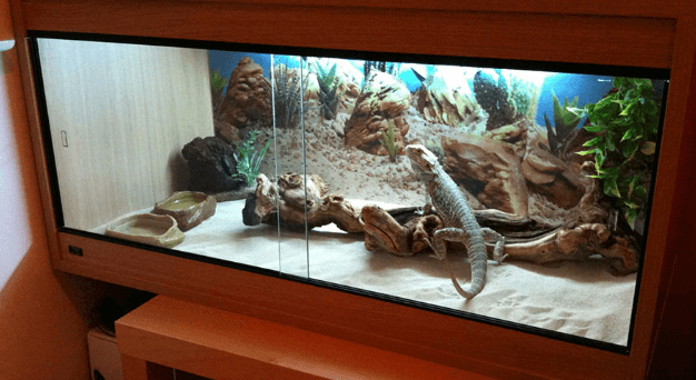 Best Bearded Dragon Cages