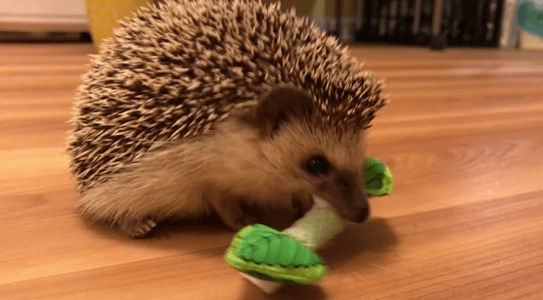 Best Chew Toys for Hedgehogs