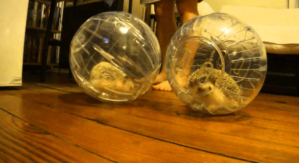Best Exercise Toys for Hedgehogs