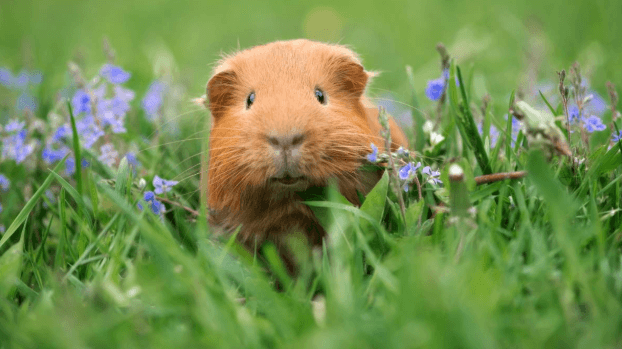 Guinea Pigs’ Diets and Personalities