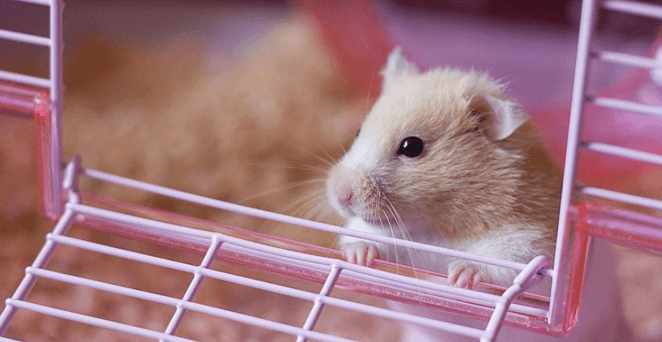 Hamster Cages