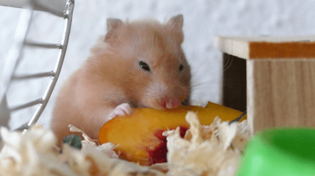 Hamster food faqs