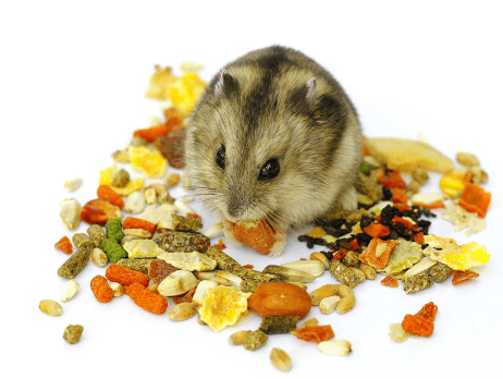 Hamster food problems