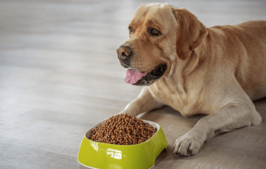 Hypoallergenic dog foods