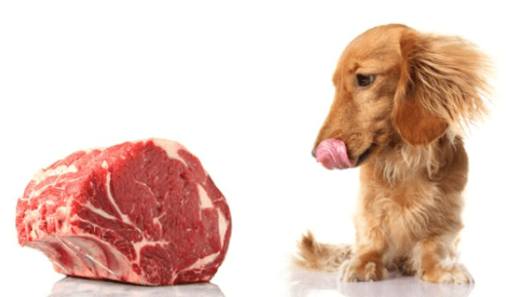 Organ meat for dogs