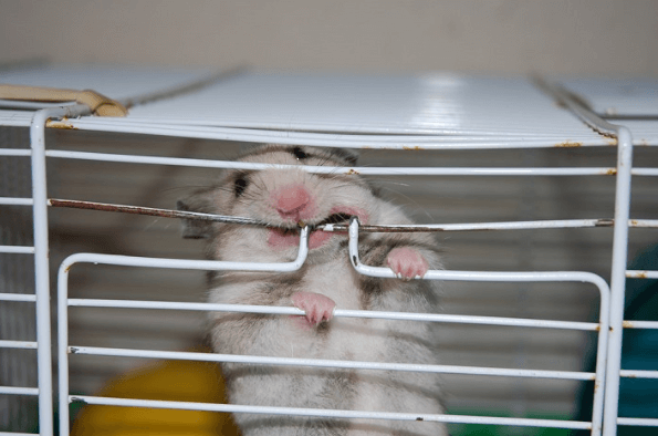 Hamster biting