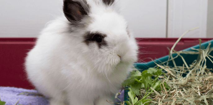 bunnies diets faqs