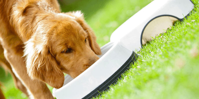 dog food and Behavior
