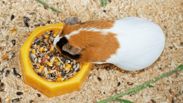 guinea pig feeding