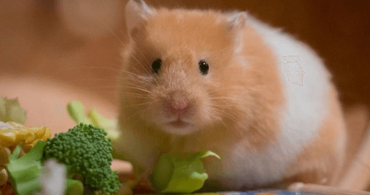 hamster healthy food