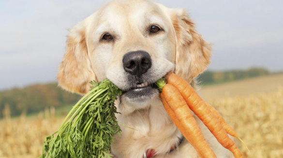 organic dog foods