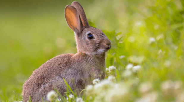 rabbit hay